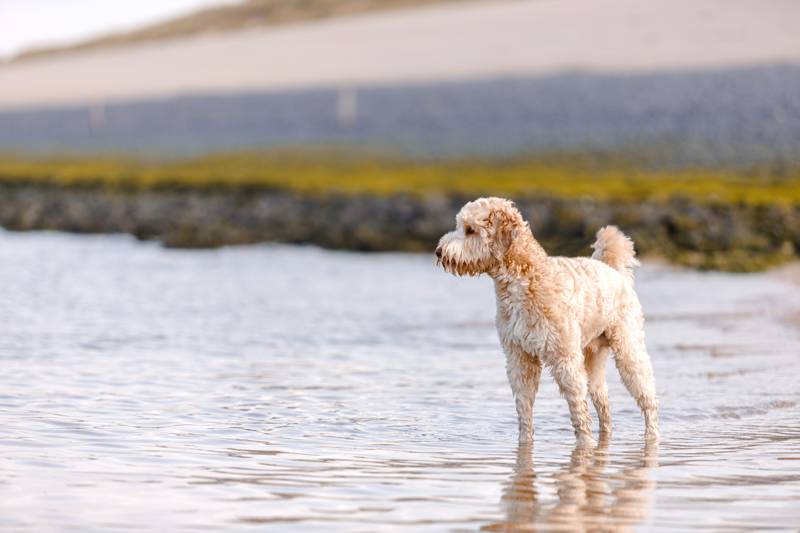 Wandern mit Ihrem Hund am Meer