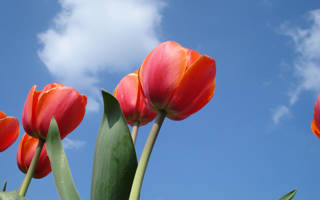 Tulpen in bloei in omgeving van Callantsoog