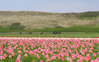 Tulpenvelden in omgeving van Callantsoog