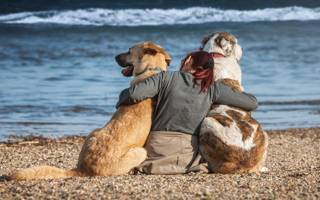 strand honden