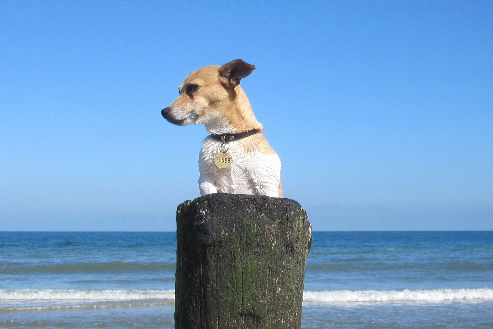 Ferienhaus mit Hund an der Nordsee buchen? LekkerNaarZee