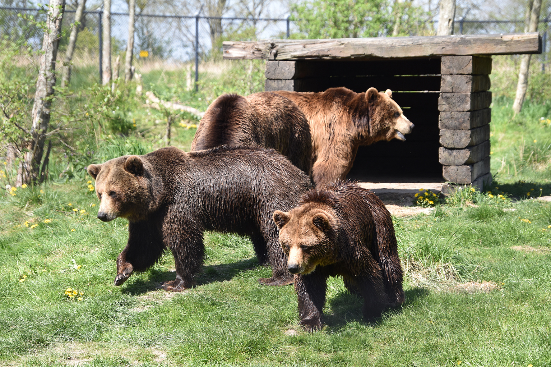 Wat te doen in Noord-Holland? Dierenpark - Callantsoog